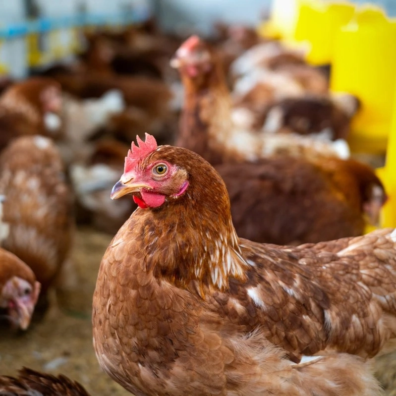 Caso de gripe aviária em Minas Gerais não afeta produção de aves, diz governo