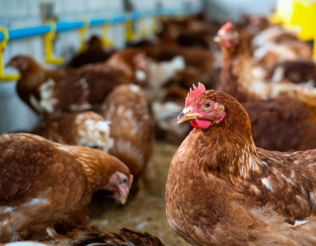 Brasil retoma status de país livre da gripe aviária, diz Ministério da Agricultura