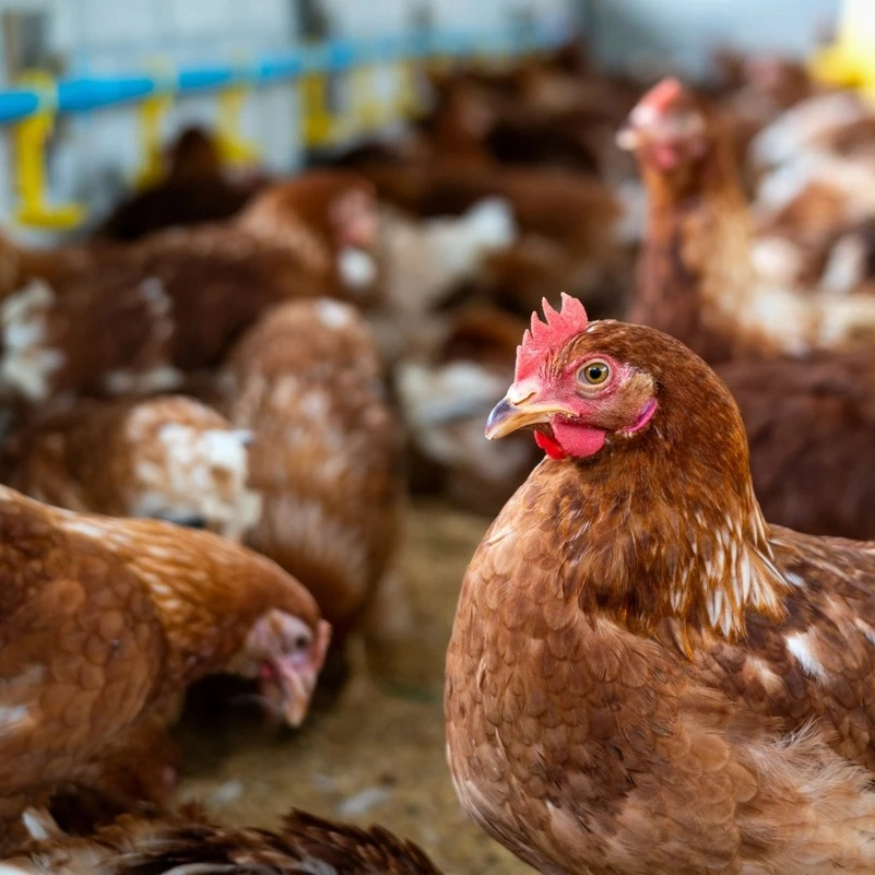 Brasil retoma status de país livre da gripe aviária, diz Ministério da Agricultura