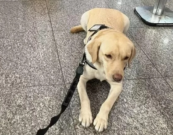 Após impasse com companhia aérea, cão de serviço embarca para reencontro com menina autista em Portugal