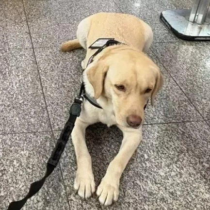 Após impasse com companhia aérea, cão de serviço embarca para reencontro com menina autista em Portugal