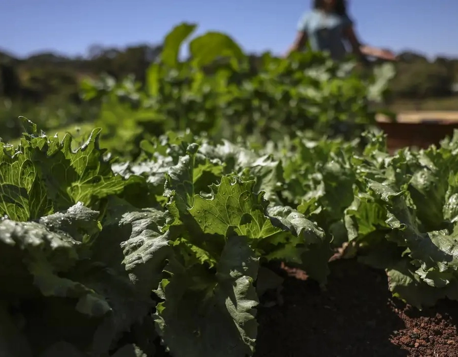 Parceria destina R$ 299 milhões para agricultura familiar na Bahia