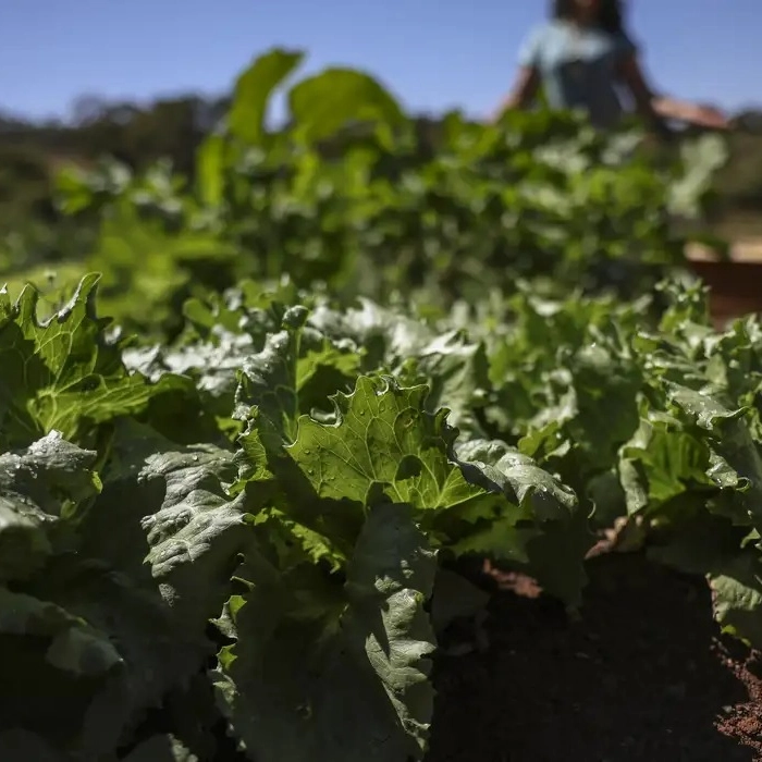 Parceria destina R$ 299 milhões para agricultura familiar na Bahia