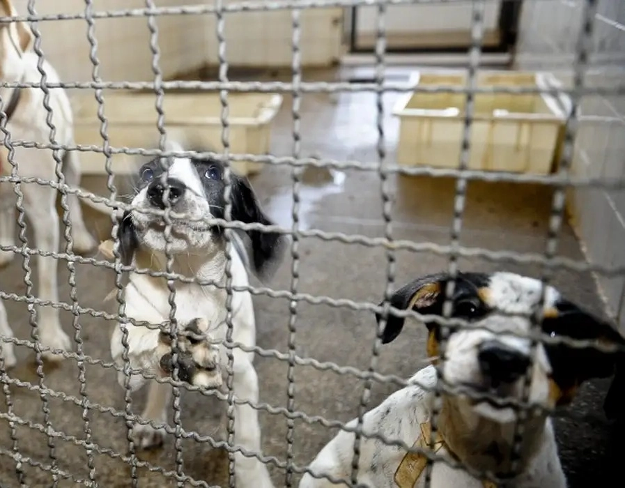 Câmara aprova fim de testes em animais para cosméticos e produtos de higiene no Brasil