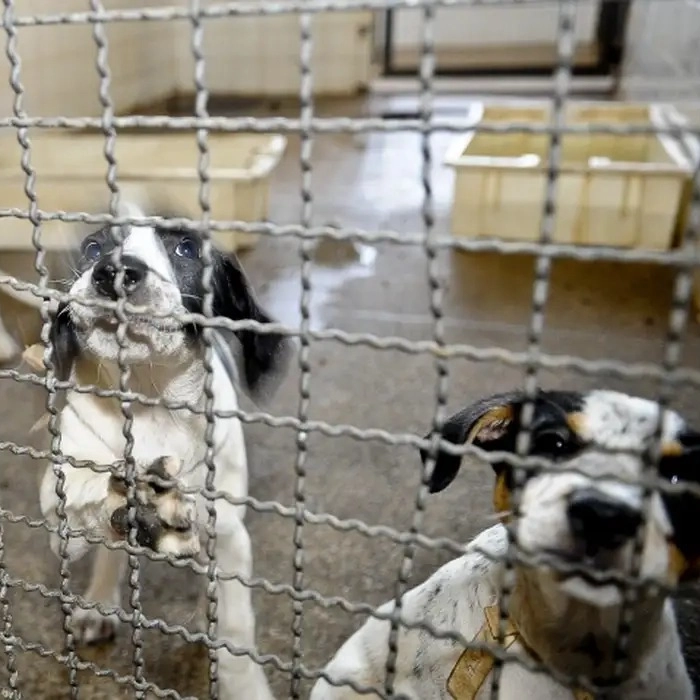 Câmara aprova fim de testes em animais para cosméticos e produtos de higiene no Brasil