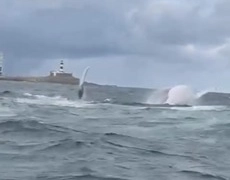 Baleias-jubarte são avistadas na Barra, em Salvador; assista