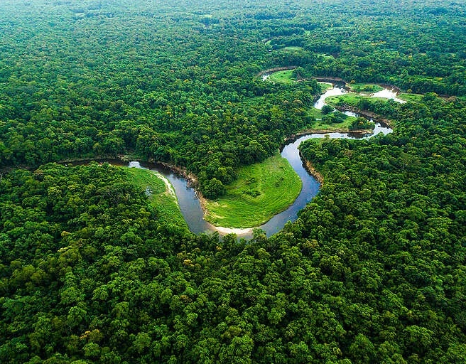 Em 40 anos, Amazônia perdeu área de vegetação do tamanho da França