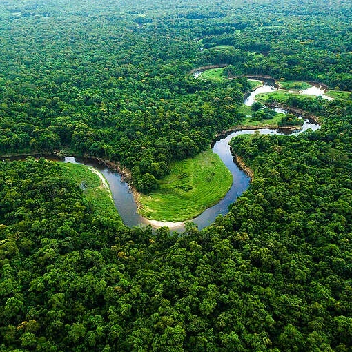 Em 40 anos, Amazônia perdeu área de vegetação do tamanho da França