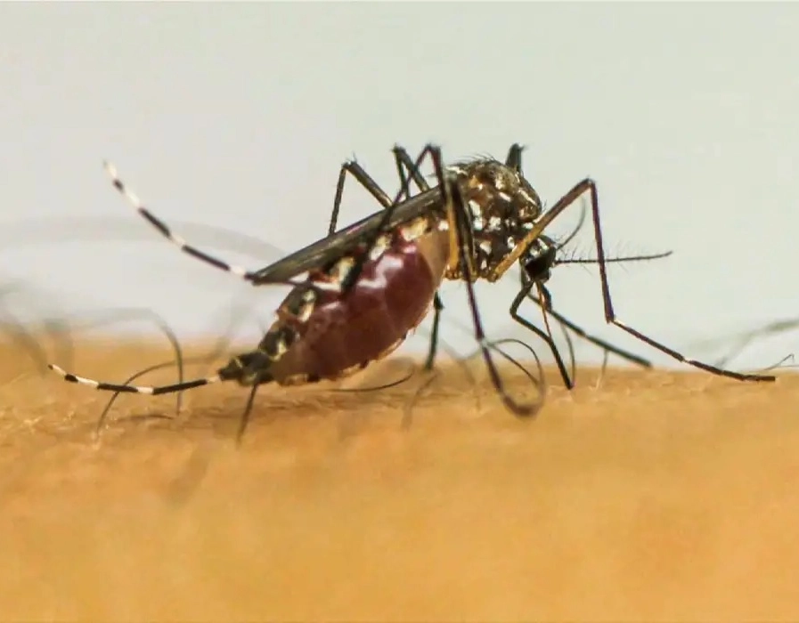 Infecções por Aedes aegypti elevam risco de complicações no parto