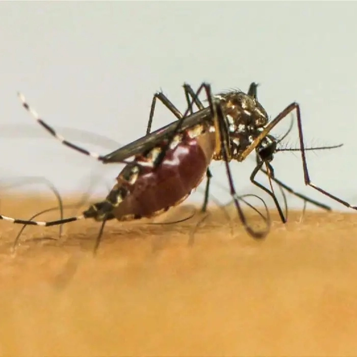 Infecções por Aedes aegypti elevam risco de complicações no parto