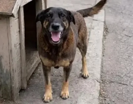 Polícia Civil conclui investigação sobre morte do cão Orelha e pede internação de adolescente envolvido no crime