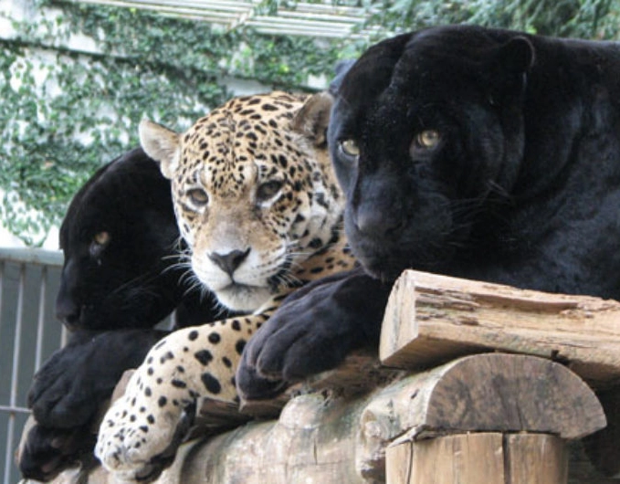 Onda de Calor: Animais do Zoológico de Salvador vão receber sorvete