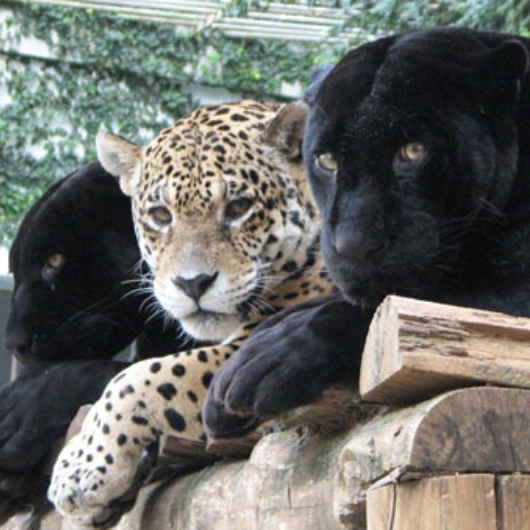 Onda de Calor: Animais do Zoológico de Salvador vão receber sorvete